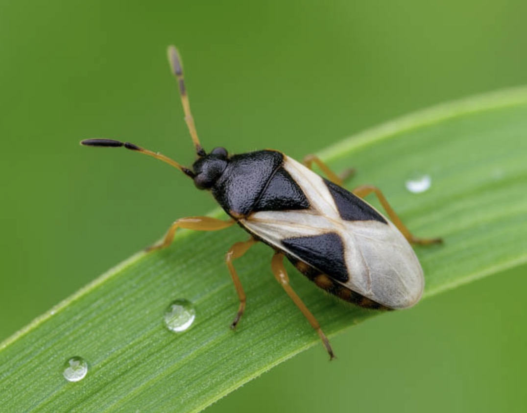 How to treat hunch bugs